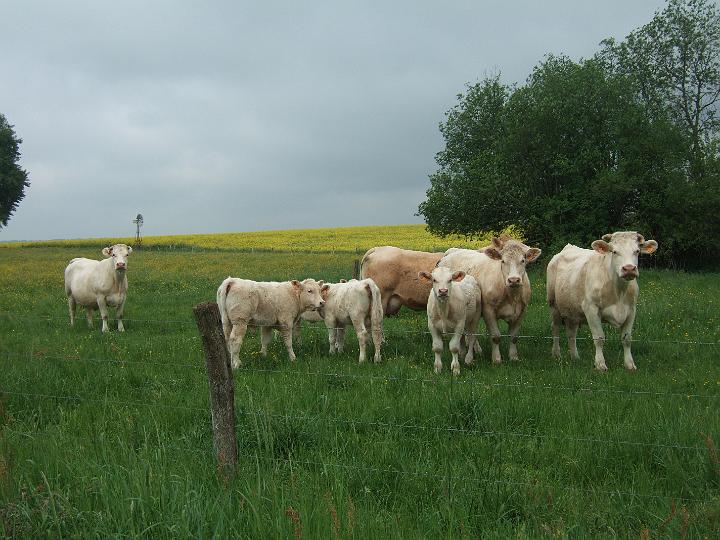 2008-05- (564).JPG - Wie so oft auf dem Weg - Wir werden bestaunt wie die sieben Weltwurnder